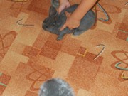 Zvířátkový den ve školce